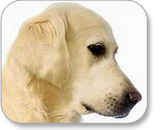 Perro con el fondo blanco